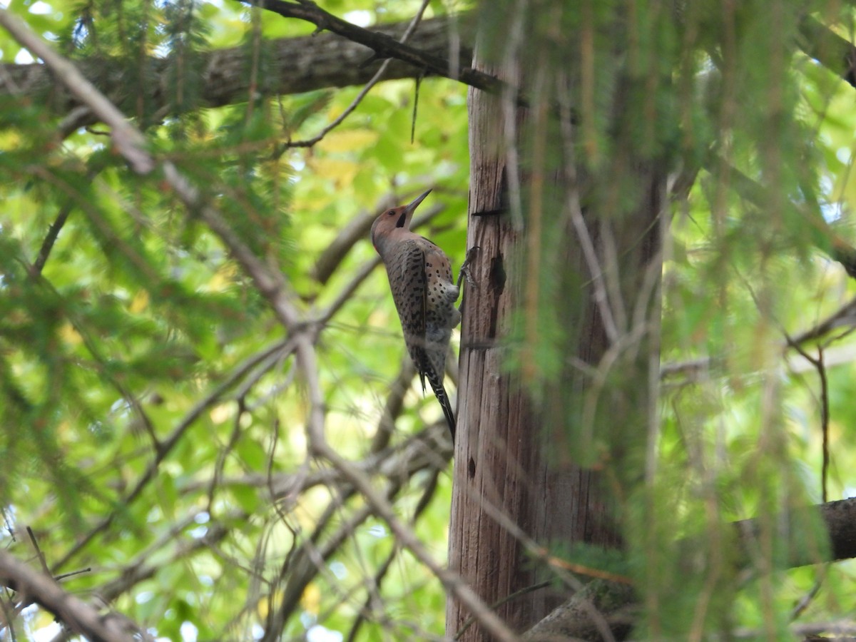 Northern Flicker - ML643555410
