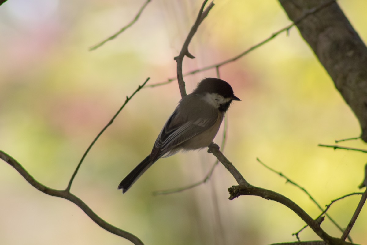 Черношапочная гаичка - ML643555412