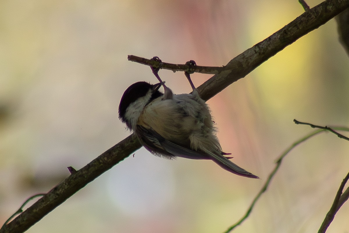 Черношапочная гаичка - ML643555413