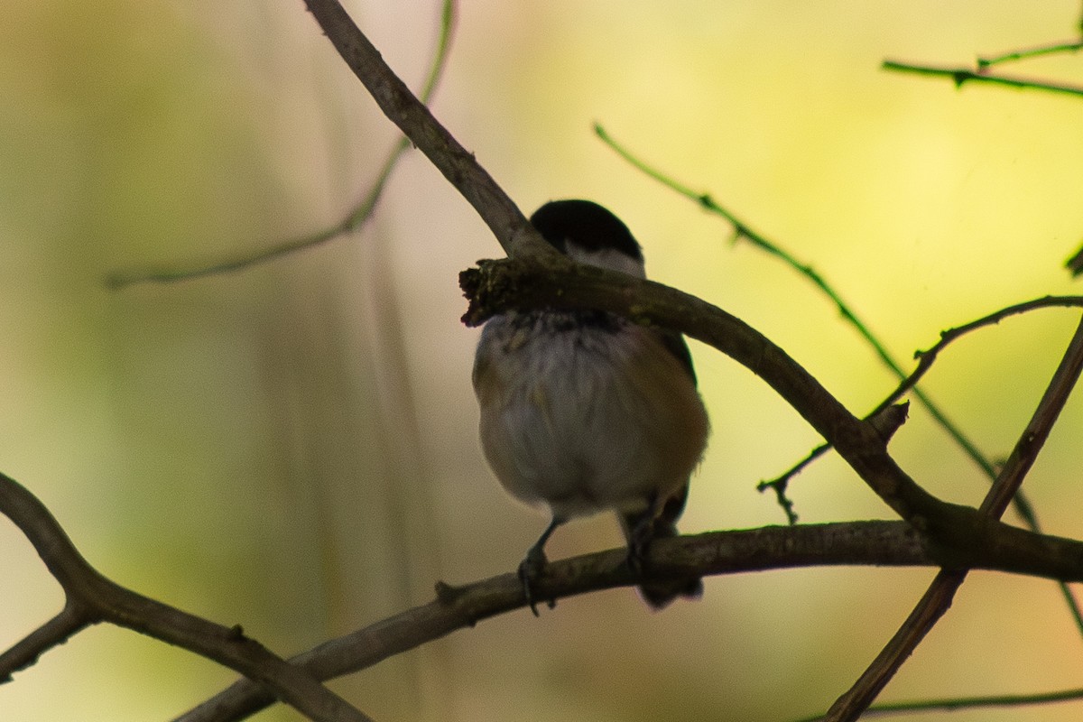 Черношапочная гаичка - ML643555414