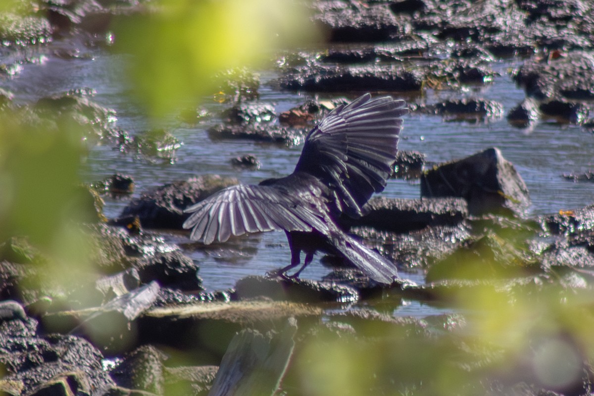 Американская ворона - ML643555423