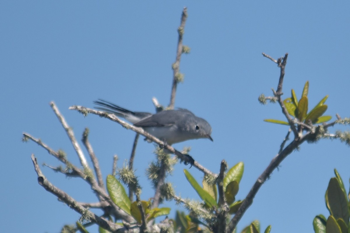 Blue-gray Gnatcatcher - ML643555430