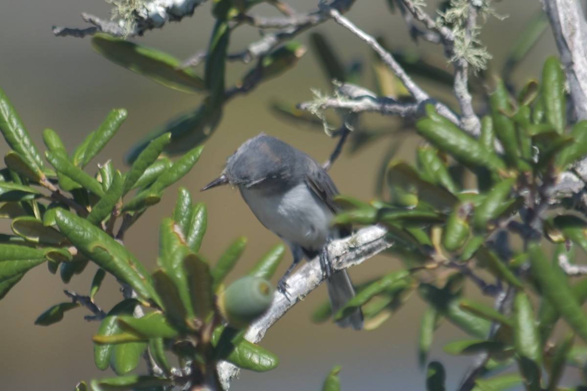 Blue-gray Gnatcatcher - ML643555431