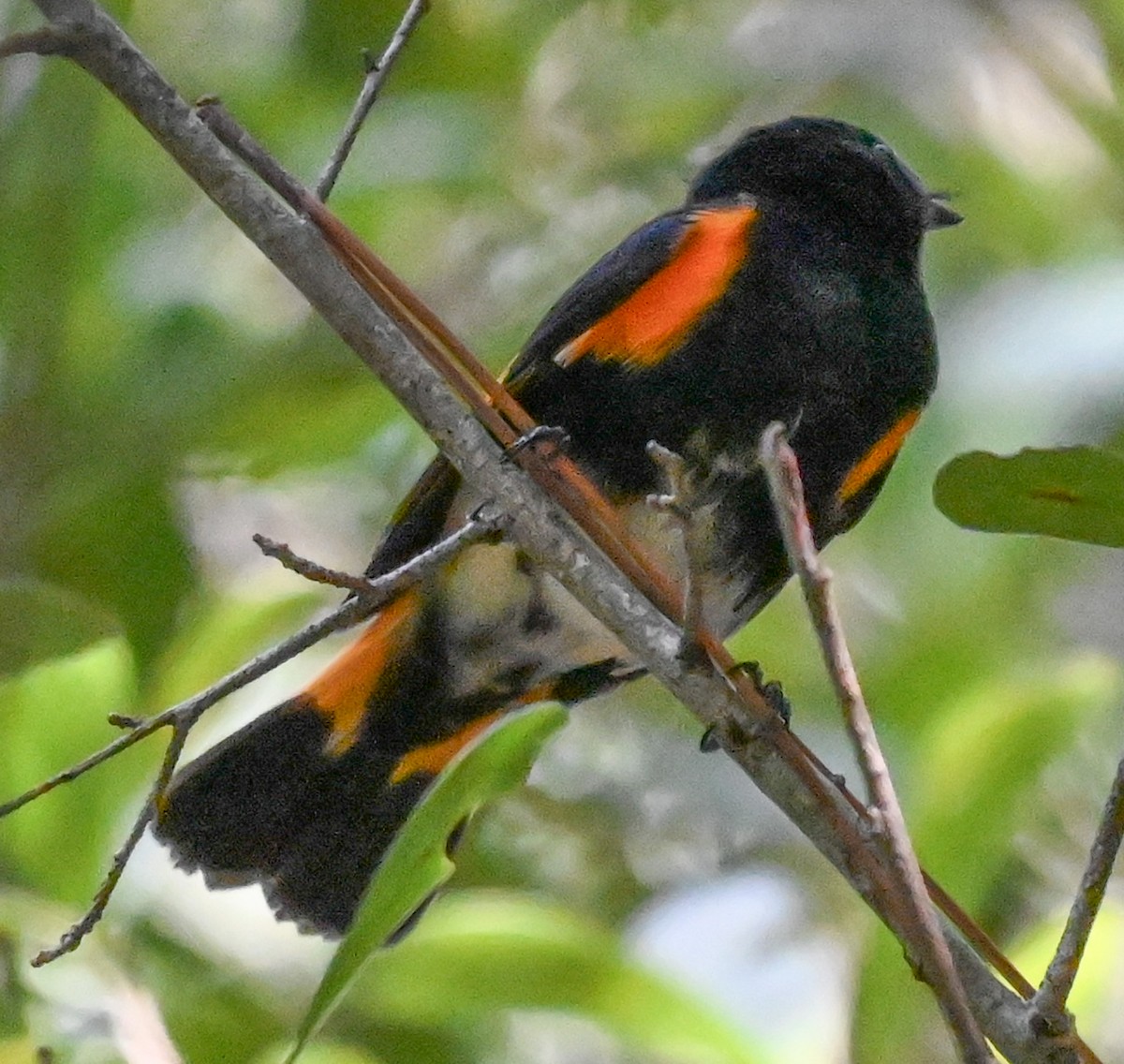 American Redstart - ML643555435