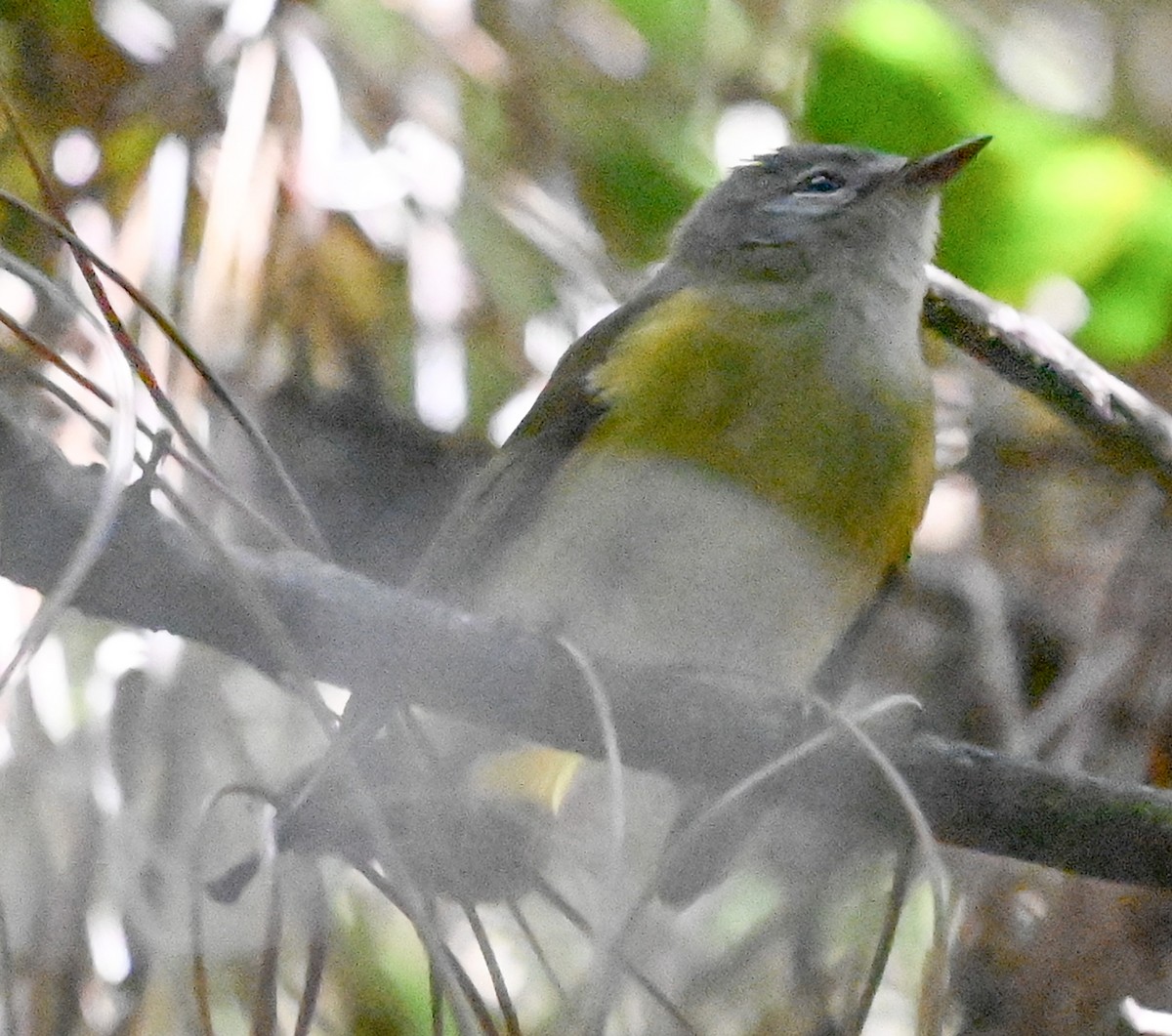 American Redstart - ML643555436