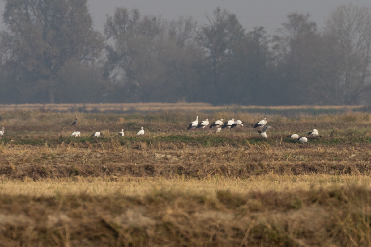 White Stork - ML643555438