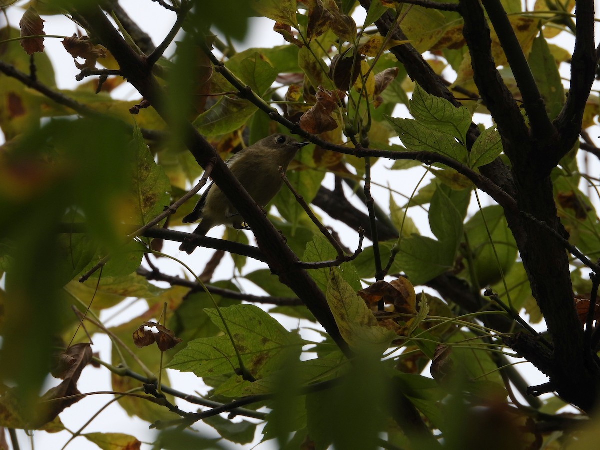 Ruby-crowned Kinglet - ML643555440