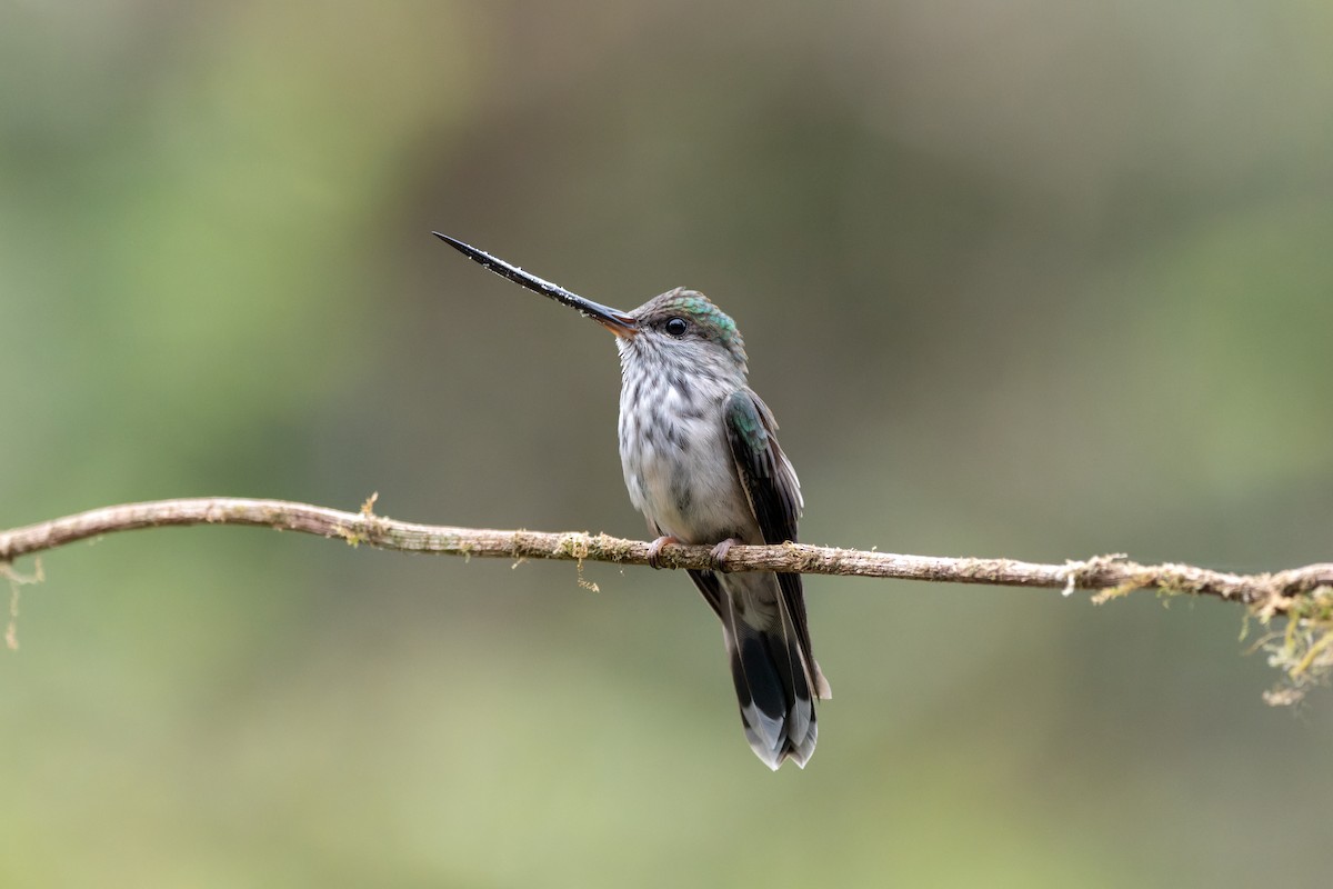 Diş Gagalı Kolibri - ML643555443