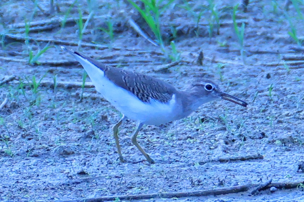 Spotted Sandpiper - ML643555449