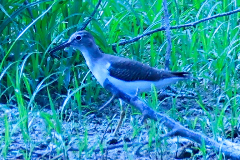Spotted Sandpiper - ML643555450