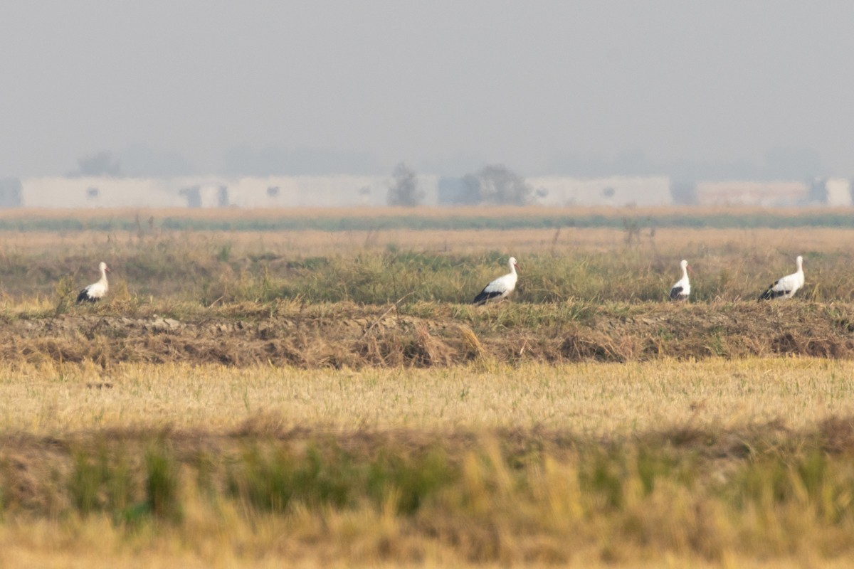 White Stork - ML643555451