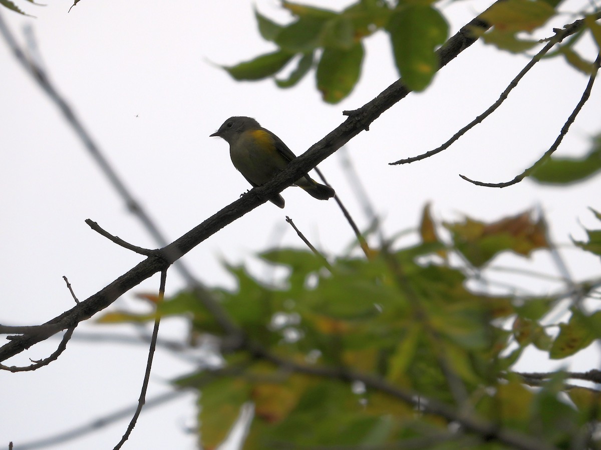 American Redstart - ML643555453