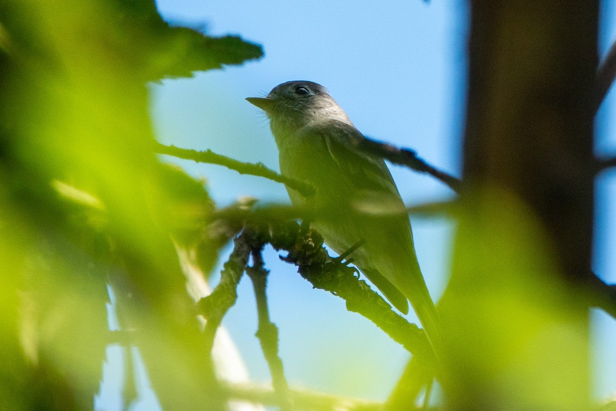 Empidonax sp. - ML643555455