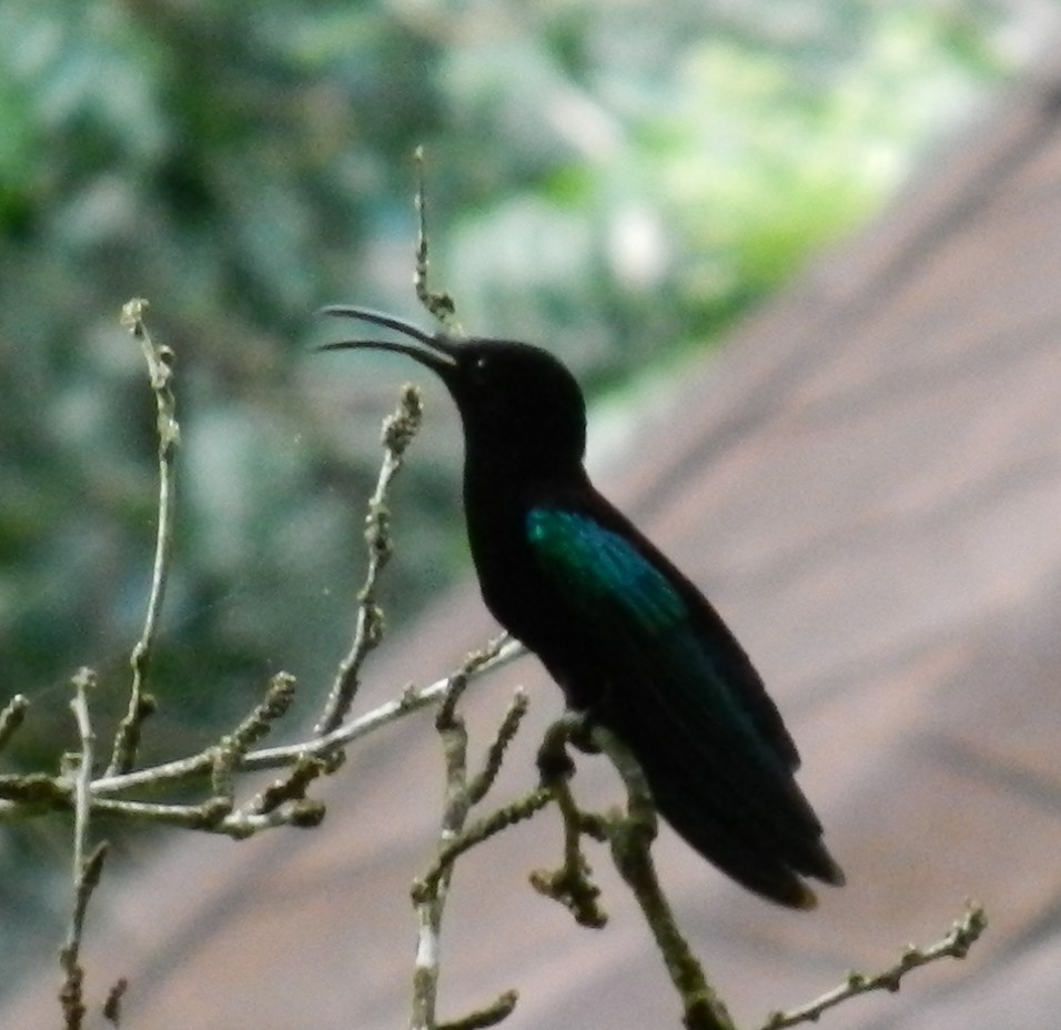 Purple-throated Carib - ML643555466