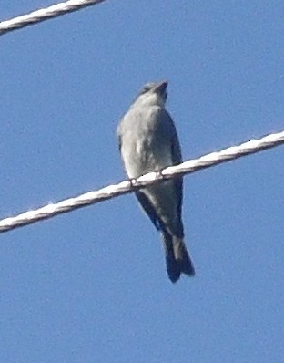 Caribbean Elaenia - ML643555487