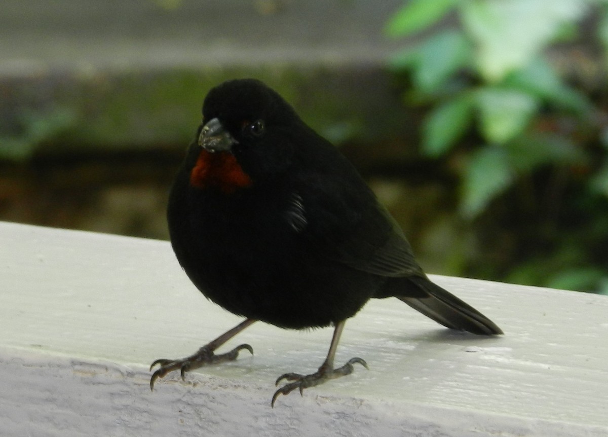 Lesser Antillean Bullfinch - ML643555507