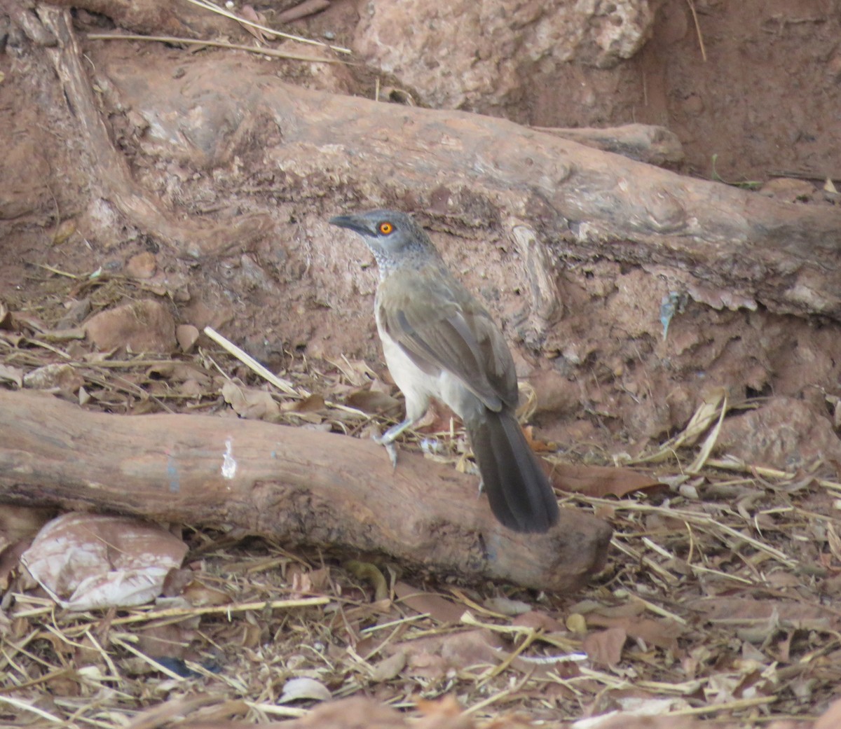 Brown Babbler - ML643555521