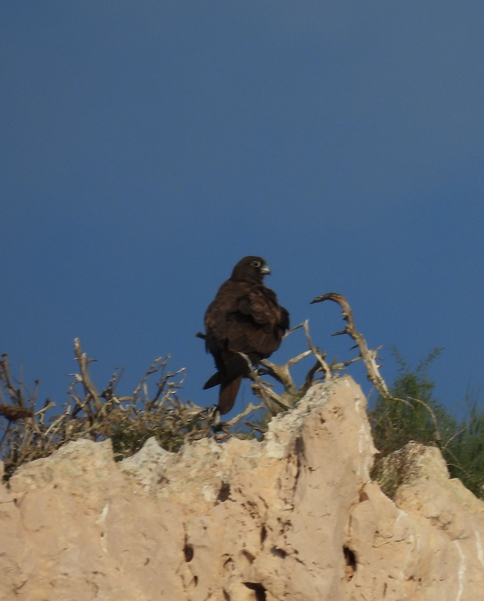Falco della regina - ML643555529