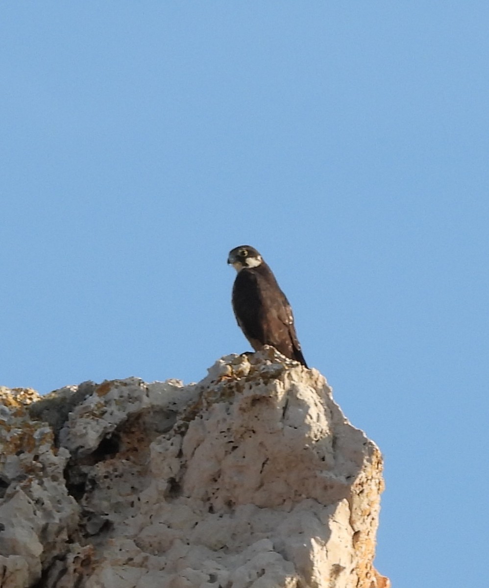 Falco della regina - ML643555546