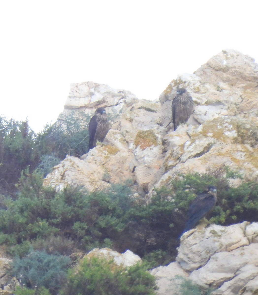 Falco della regina - ML643555549