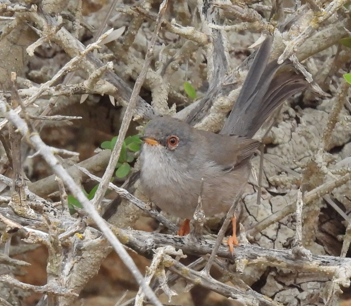 Balearic Warbler - ML643555575
