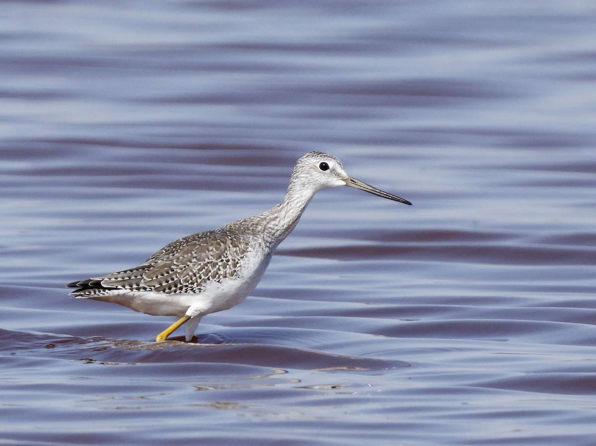 Greater Yellowlegs - ML643555576