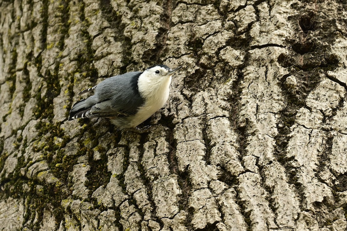 hvitbrystspettmeis - ML643555581