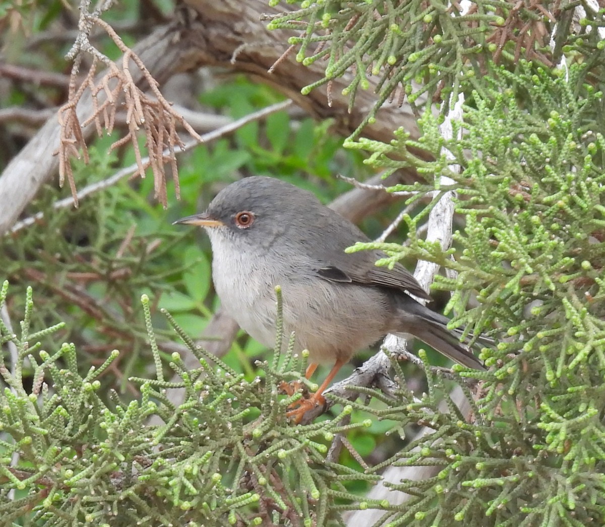 Balearic Warbler - ML643555584