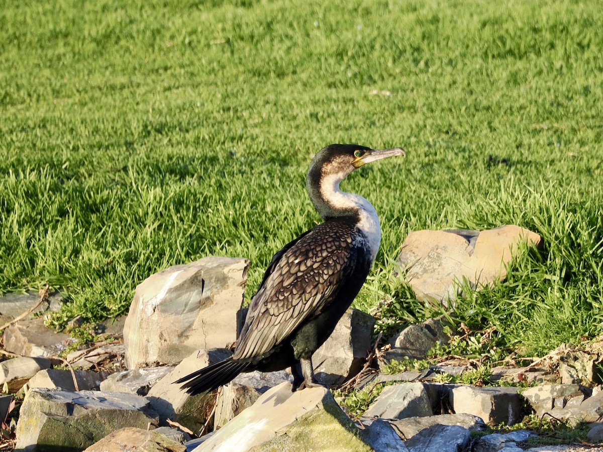 Great Cormorant - ML643555600
