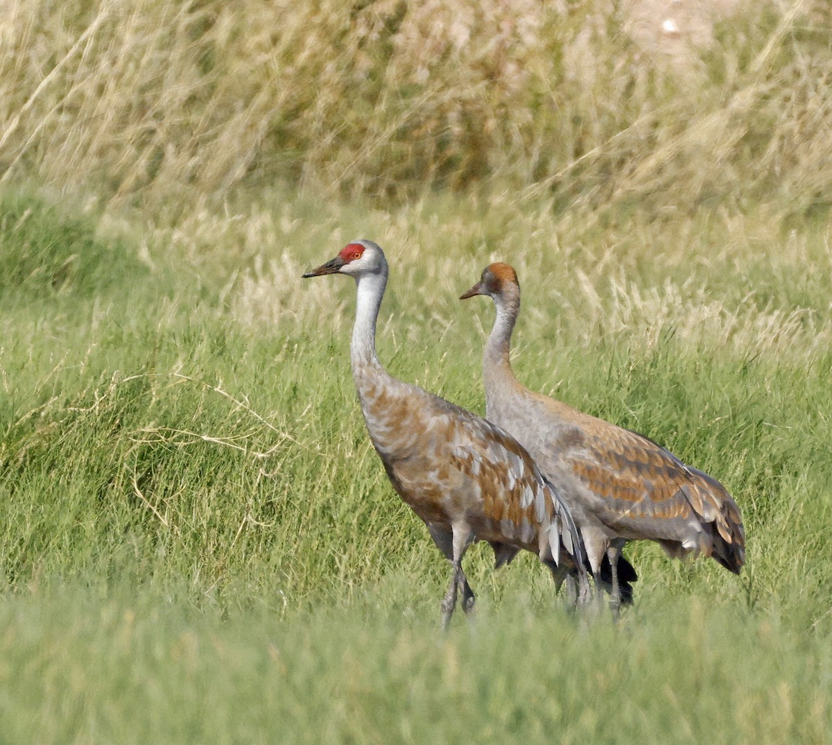 Sandhill Crane - ML643555603