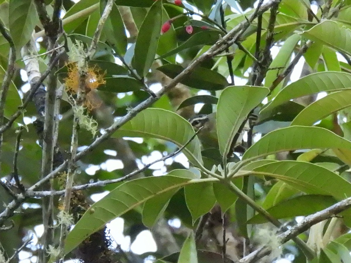 Yungas Warbler - ML643555604