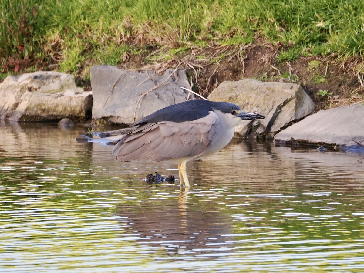 Black-crowned Night Heron - ML643555605
