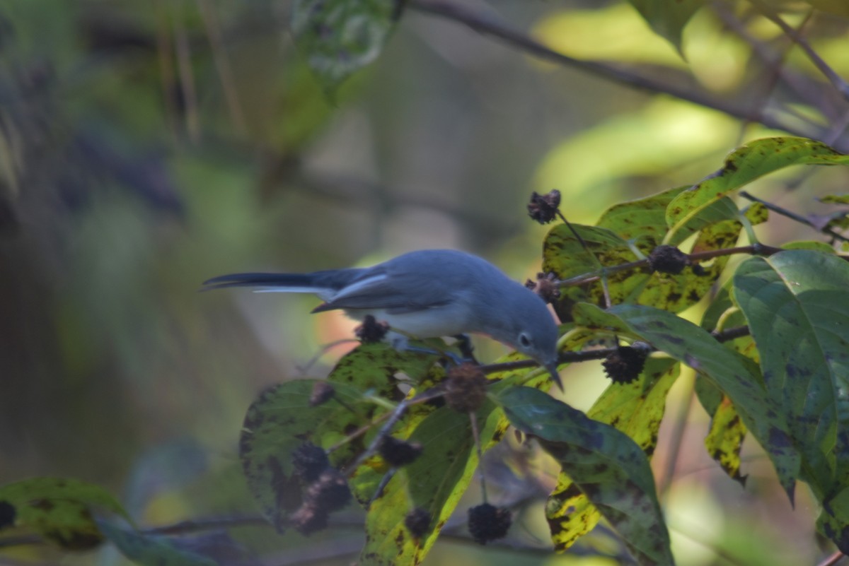 Blue-gray Gnatcatcher - ML643555624