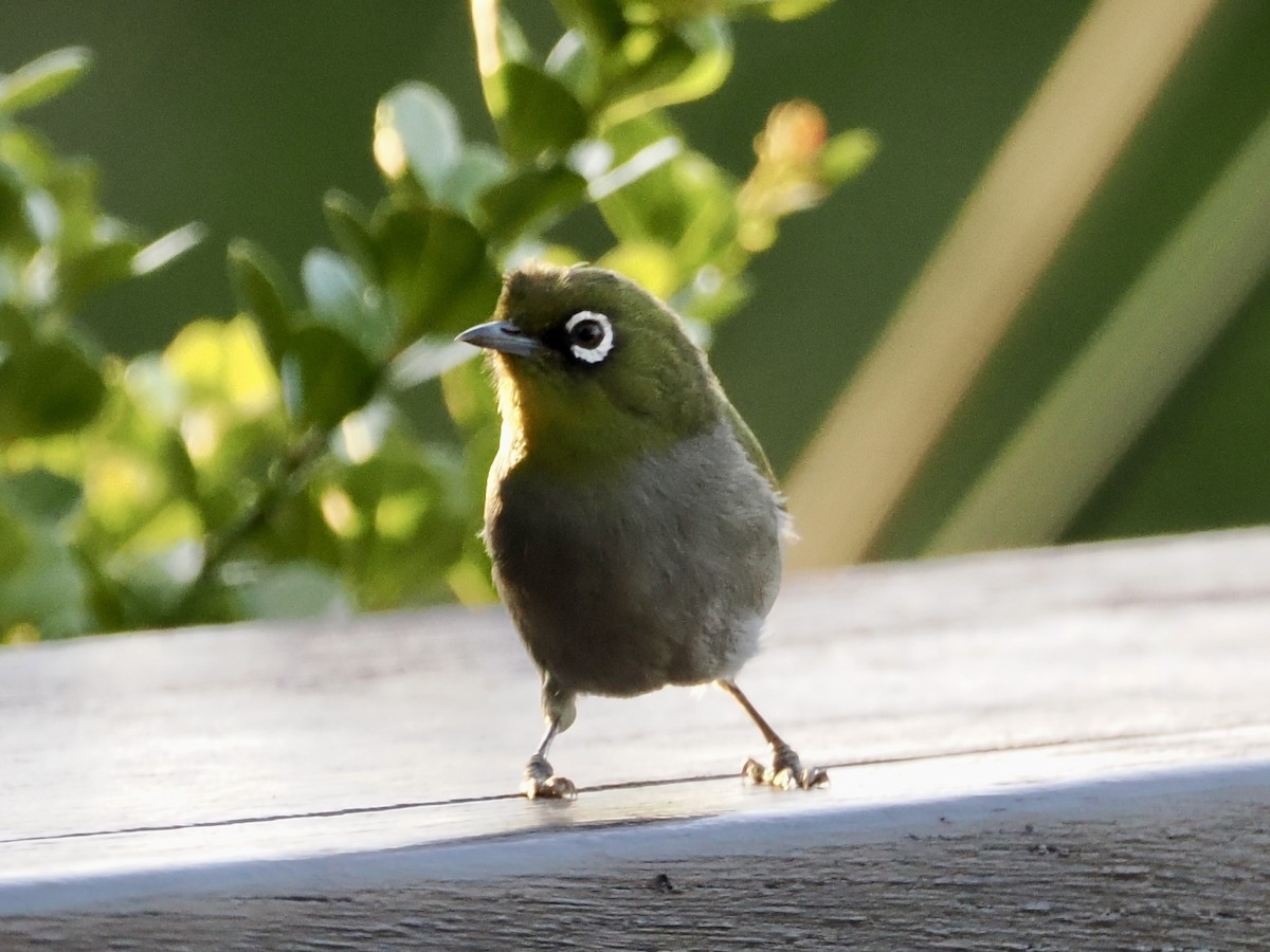 Cape White-eye - ML643555632