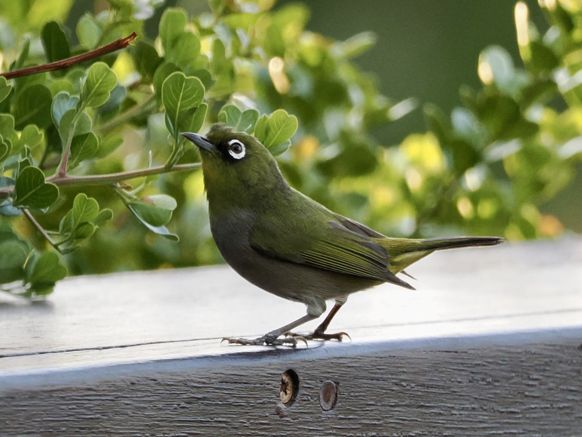 Cape White-eye - ML643555633