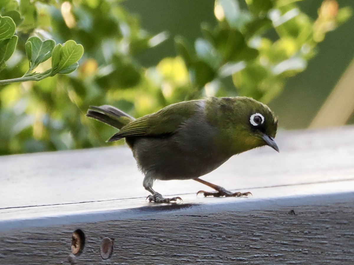 Cape White-eye - ML643555634