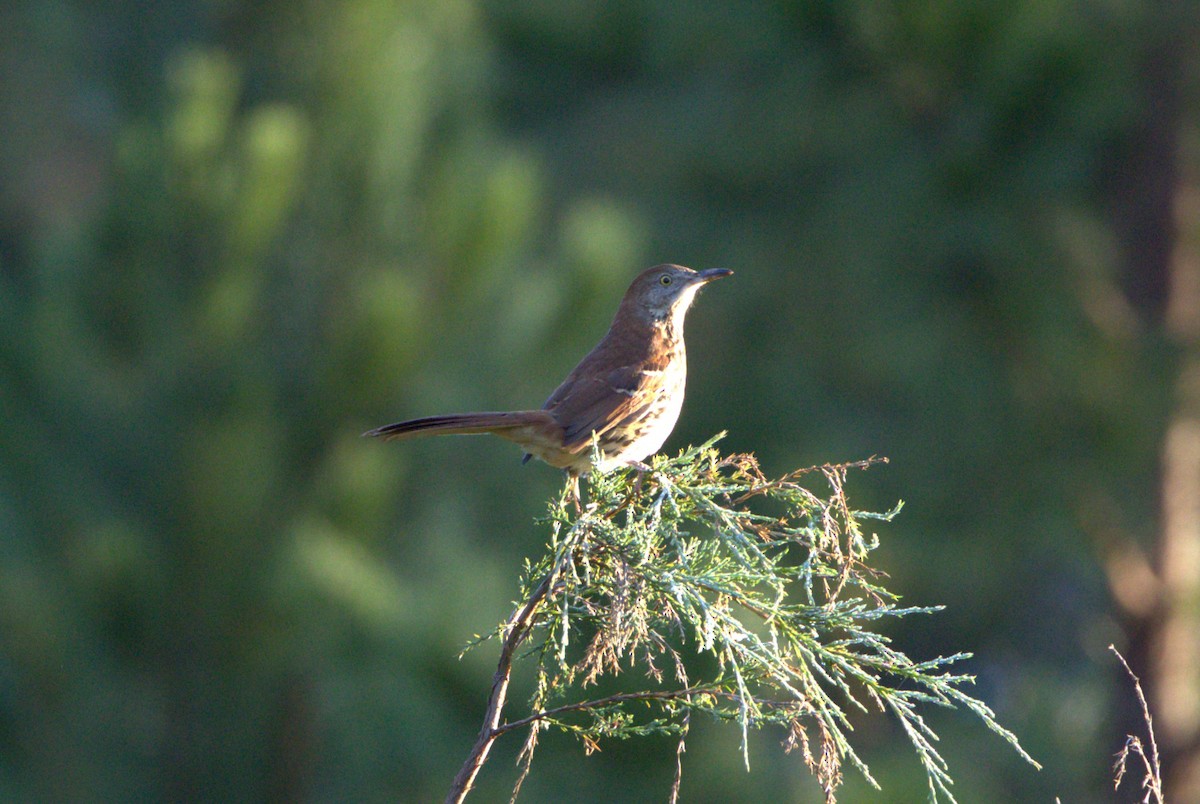 Brown Thrasher - ML643555635