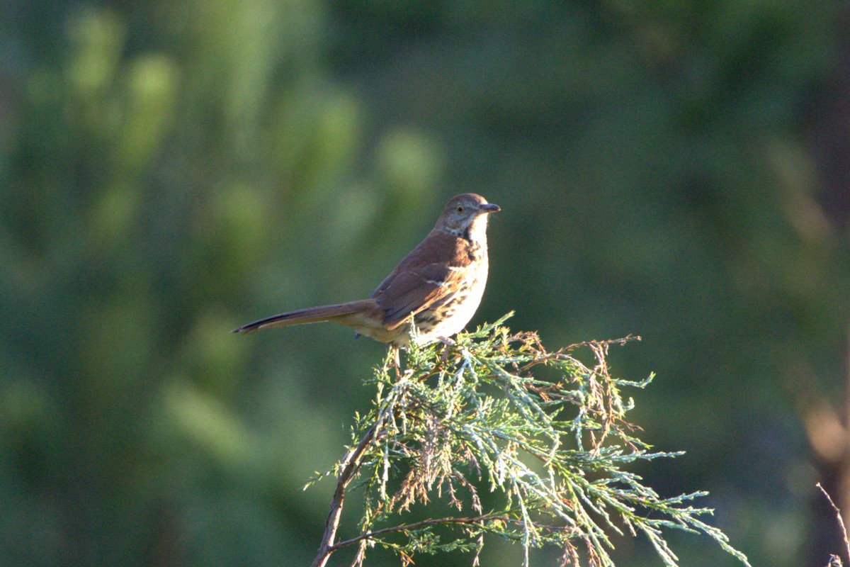 Brown Thrasher - ML643555636