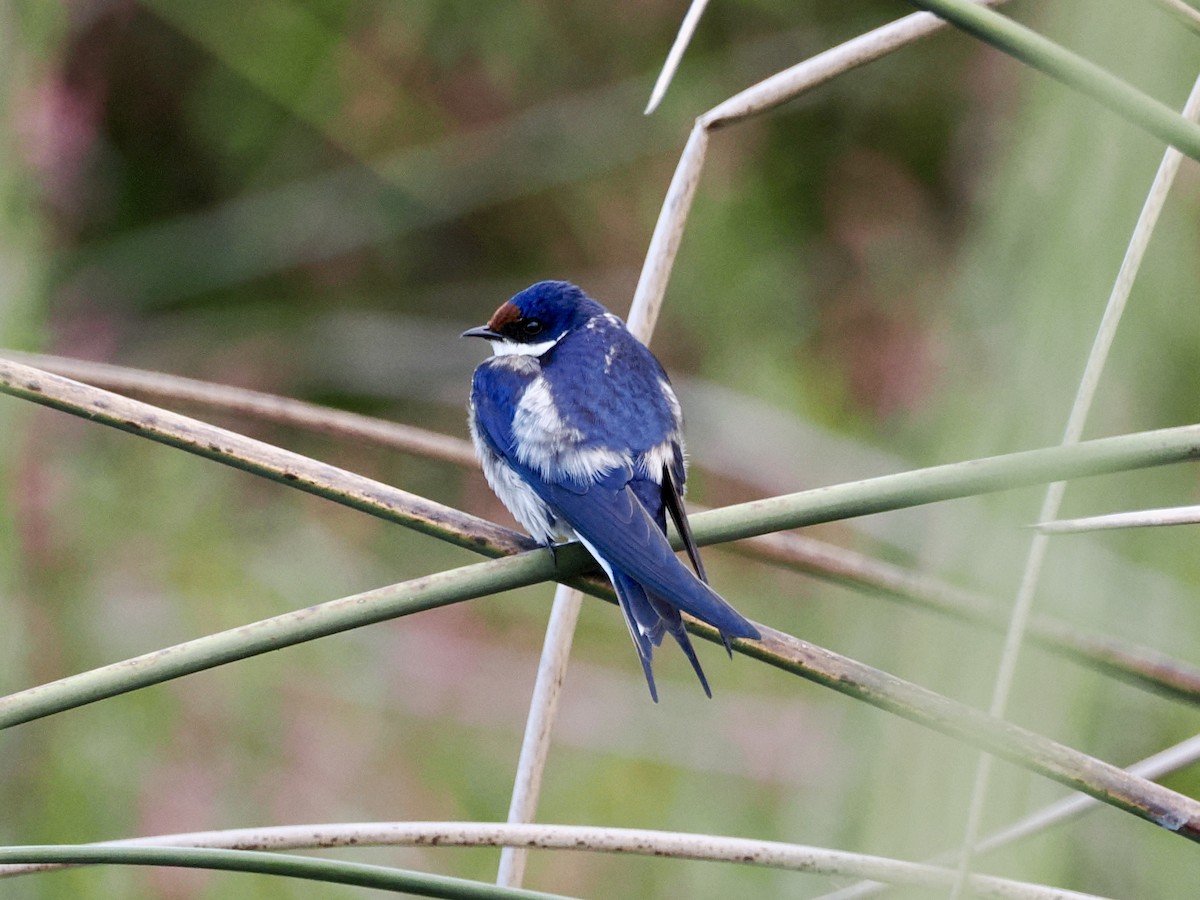 White-throated Swallow - ML643555639