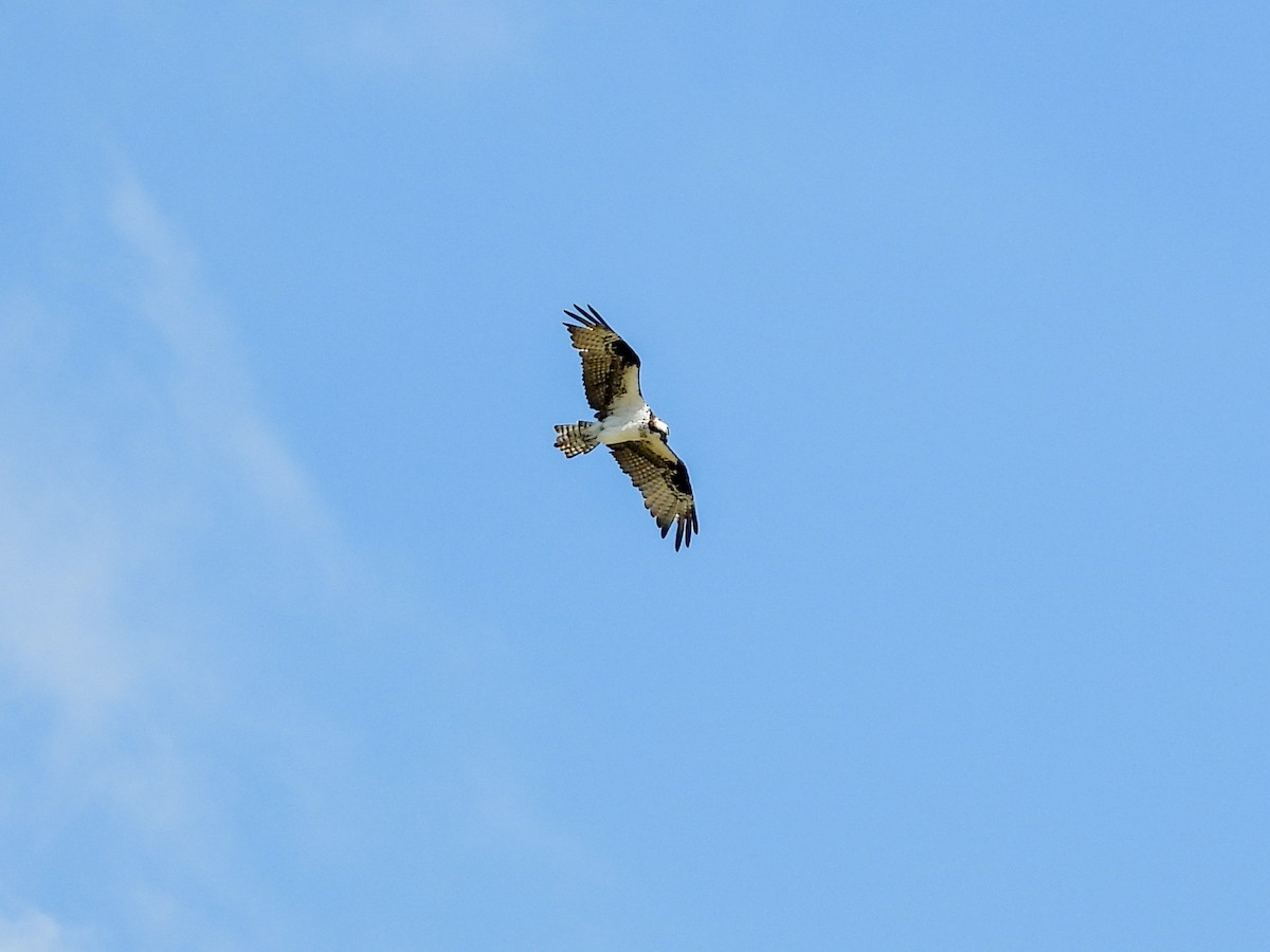 Balbuzard pêcheur - ML643555640