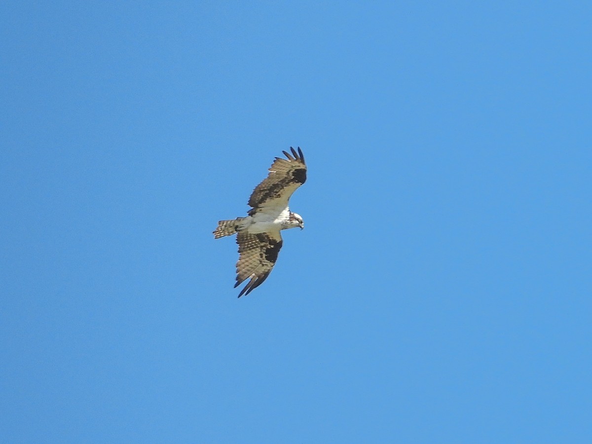Balbuzard pêcheur - ML643555641