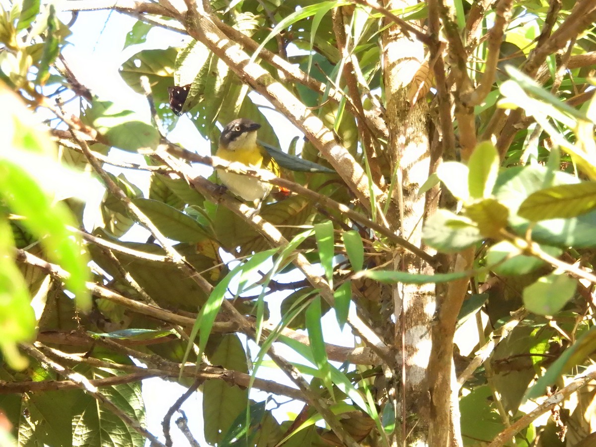 Common Chlorospingus (Northern Bolivia) - ML643555660