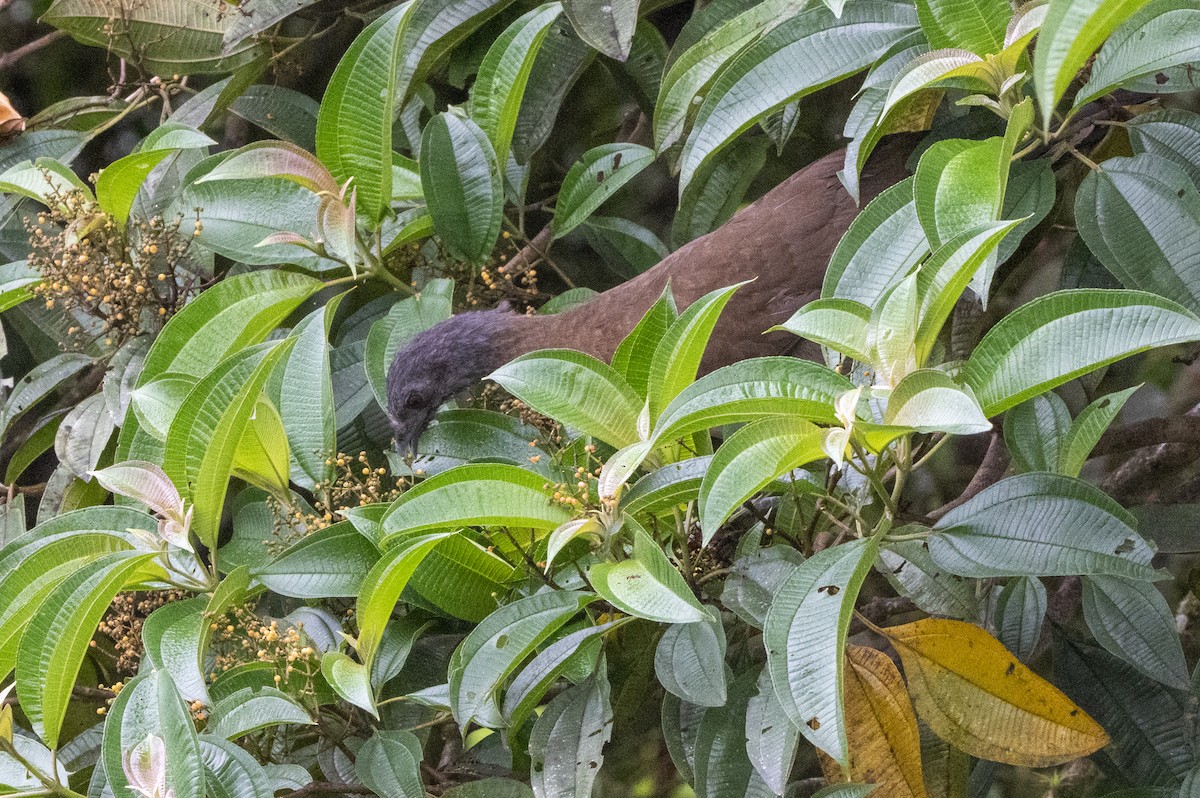 Gray-headed Chachalaca - ML643555661