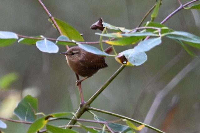 フユミソサザイ - ML643555677