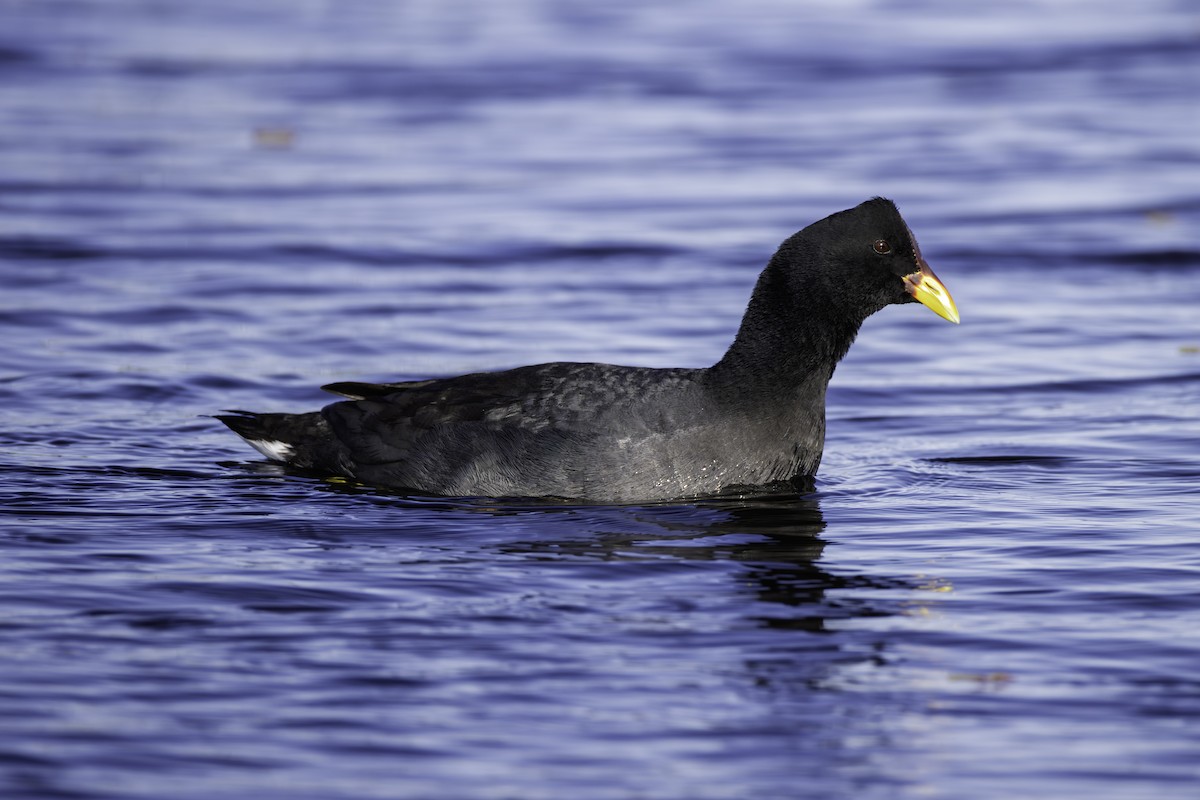 Red-fronted Coot - ML643555691
