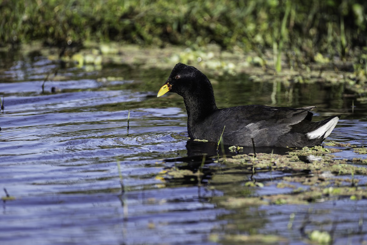 Red-fronted Coot - ML643555692
