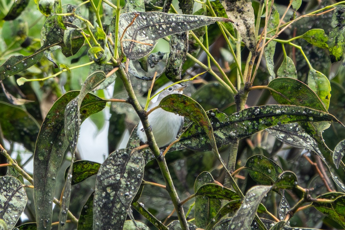 Blue-gray Gnatcatcher - ML643555693