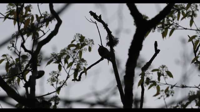 Orange-bellied Leafbird (Orange-bellied) - ML643555703