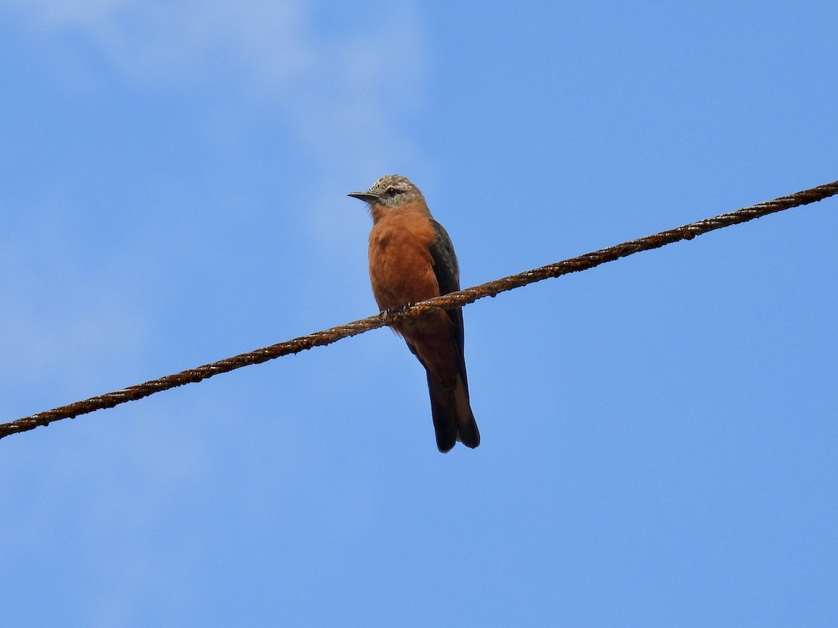 Cliff Flycatcher - ML643555705