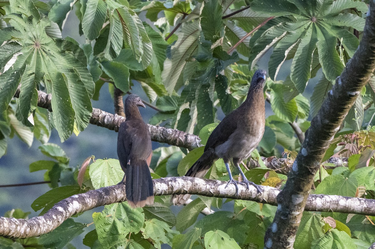 Gray-headed Chachalaca - ML643555711